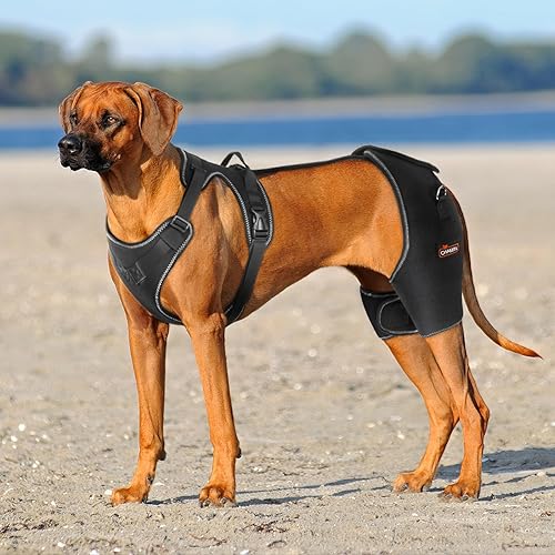Miniatura 2 de CHAMIN Soporte de cadera para perro con diseño de mano en la espalda, soporte para displasia de cadera, artritis, cojera de pierna trasera, reduce