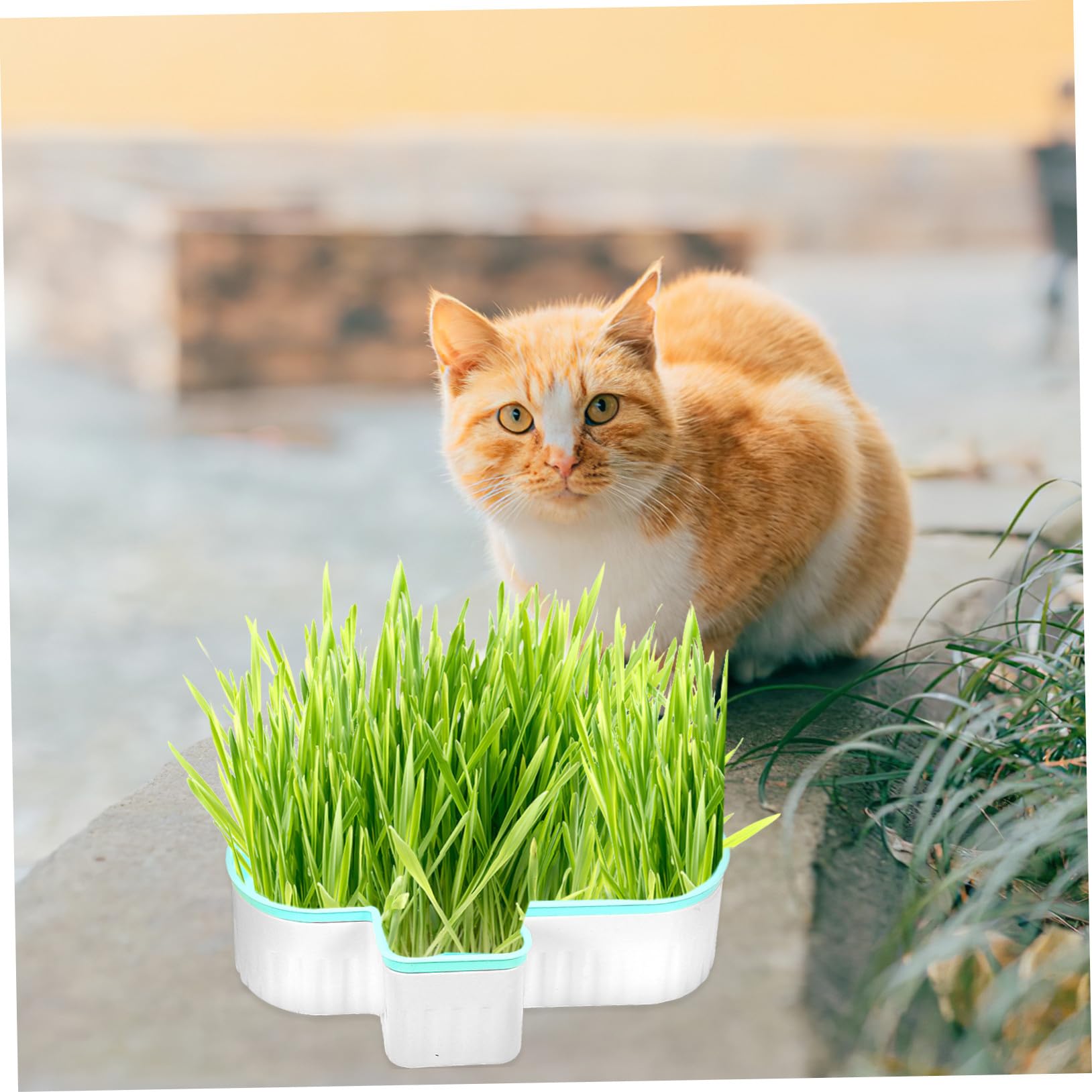 Didiseaon Lot De 3 Bacs À Herbe À Chat Hydroponiques Bacs À Plantes pour Chat