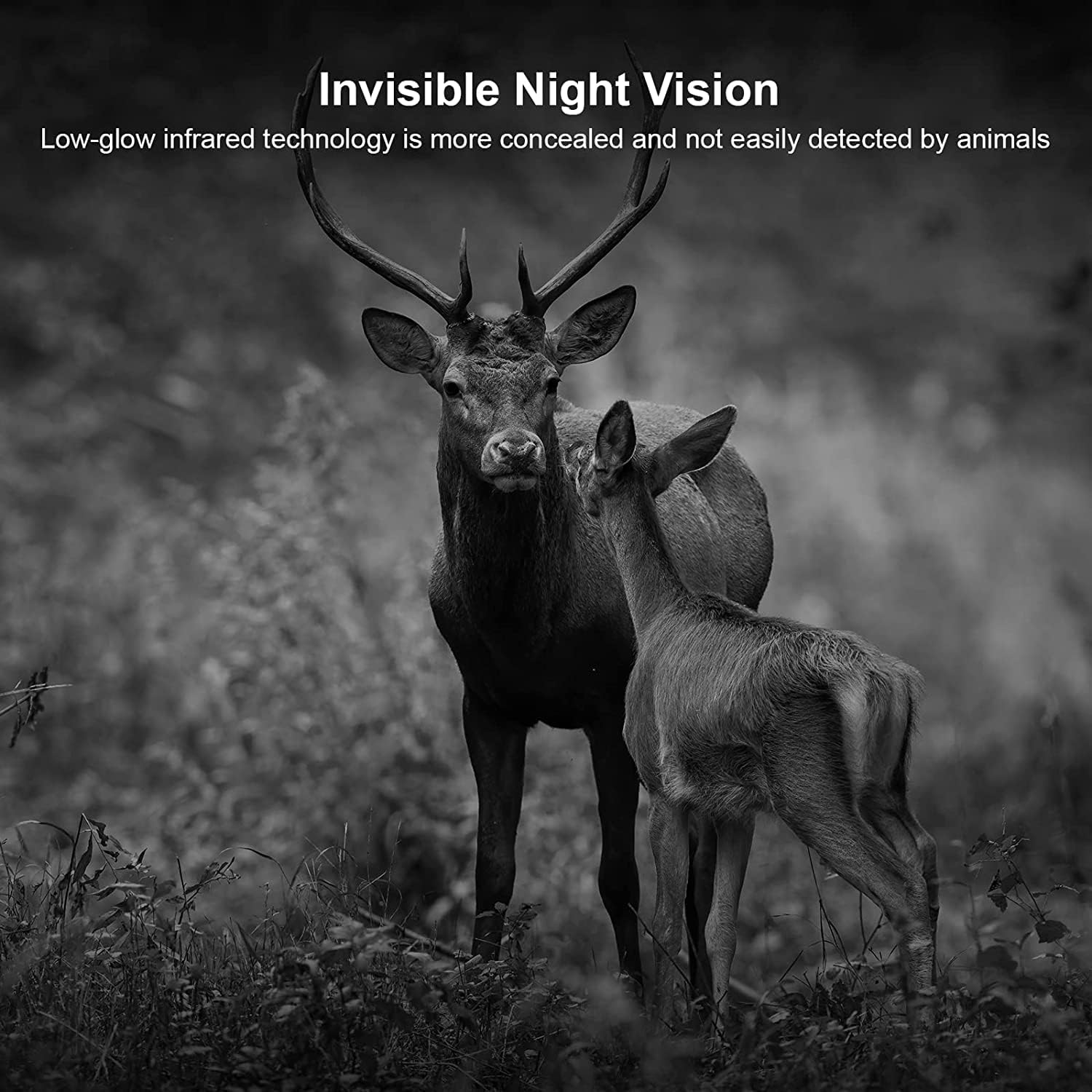 Black and white image of two deer in a forest at night, demonstrating the camera's invisible night vision capabilities.