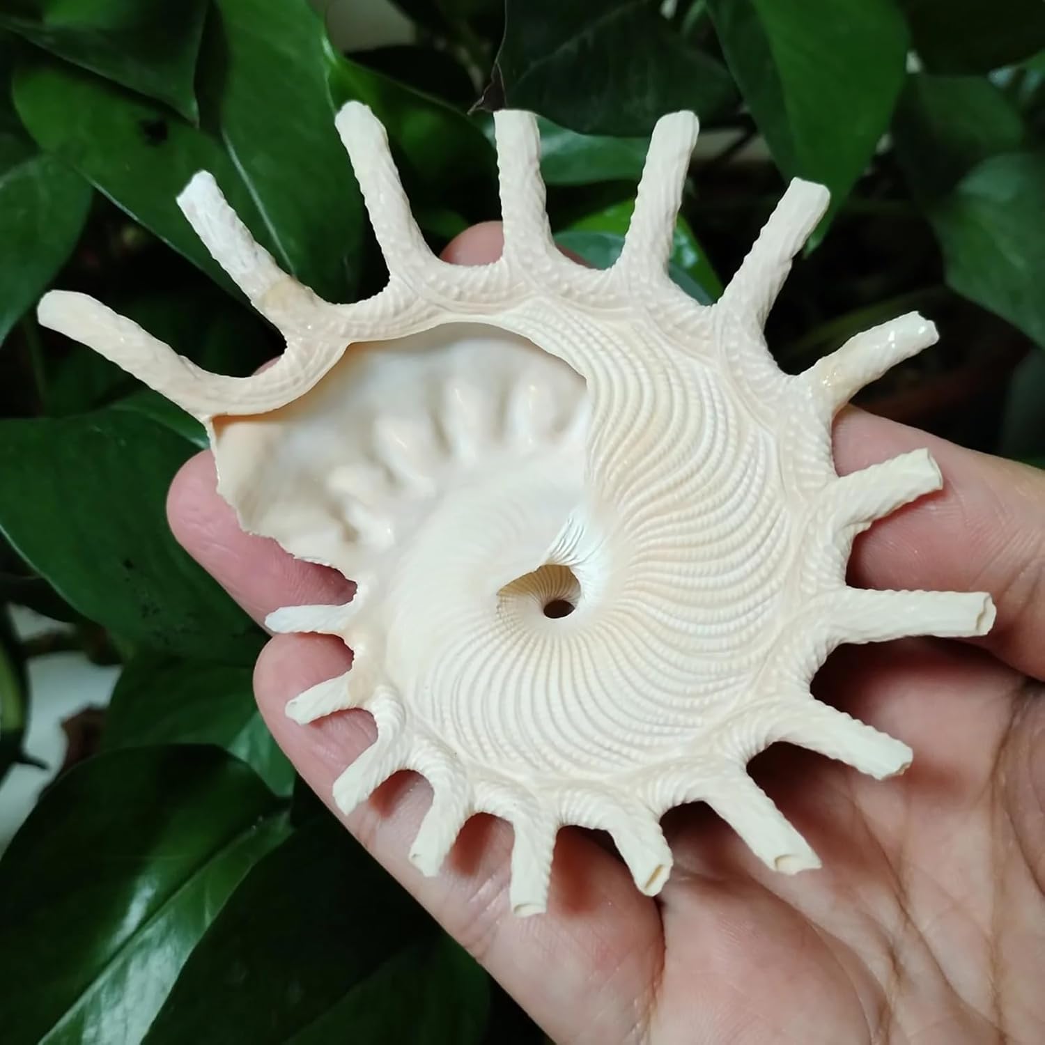 Shells for Crafts,1Pcs 8-11cm Big Sunburst Carrier Shells Light Yellow Seashell Conch for Home Office Decorations Fish Tank Ornaments Collection
