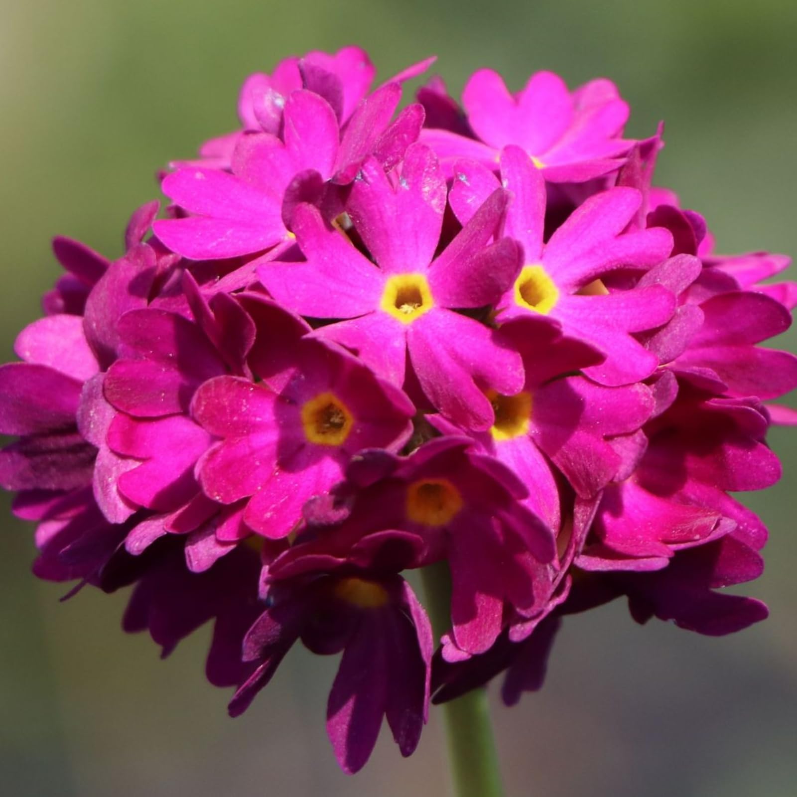 Carbeth Plants Primula Denticulata Red Plant 1 x 1L Pots