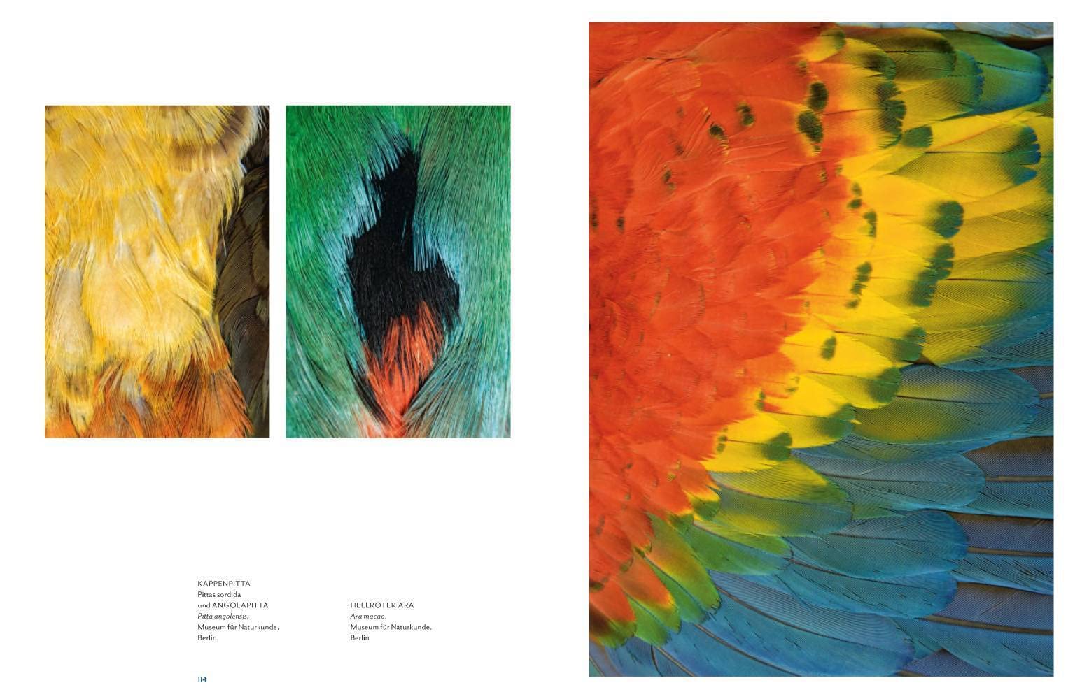 Vogelwelten: Expeditionen ins Museum
