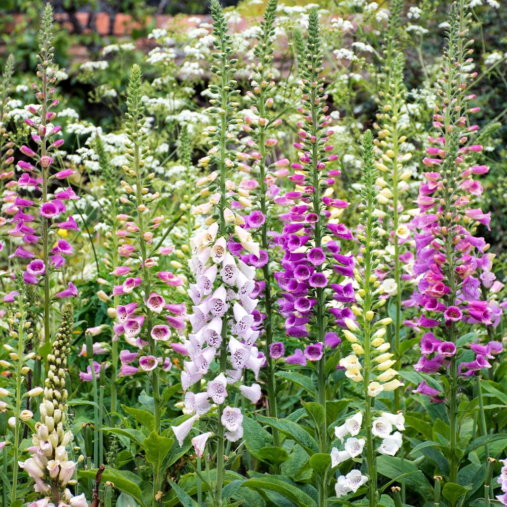 Foxglove Foxy Mix Seeds – Versatile, First Year Flowering, Compact Plants – RHS Plants for Pollinators – Hardy Perennial– for Your Beautiful Garden