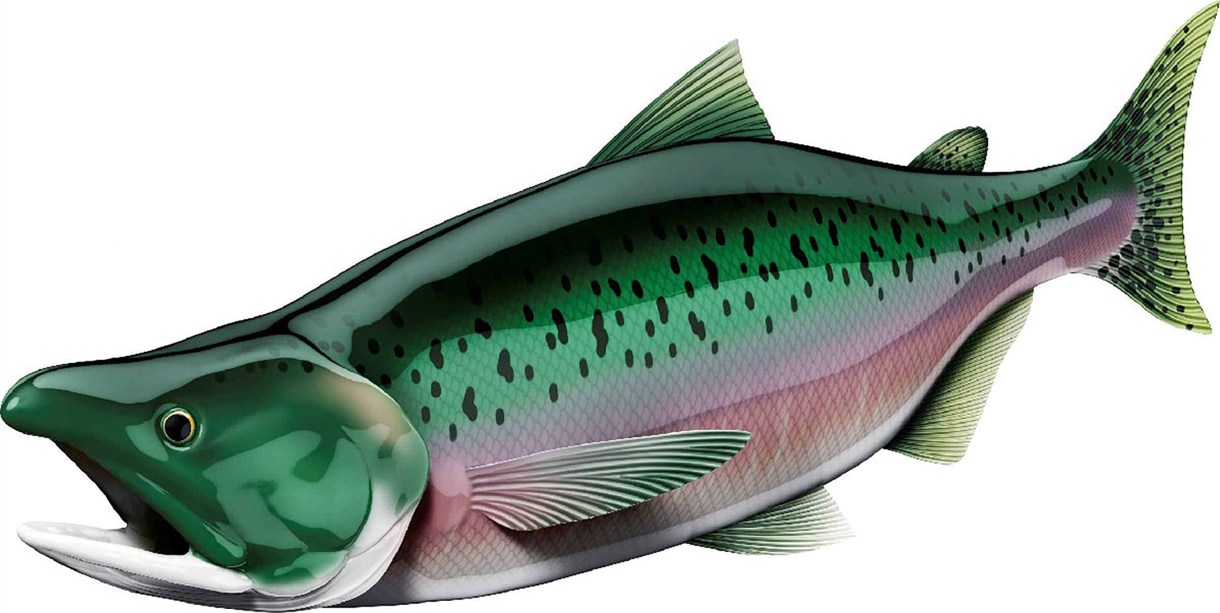 Salmon Beautiful Fish Decal | Fishing Decal for Boat, Car, Vehicle, Truck Etc. | Waterproof Vinyl Sticker | Many Sizes & Styles Available | 12" to 40"