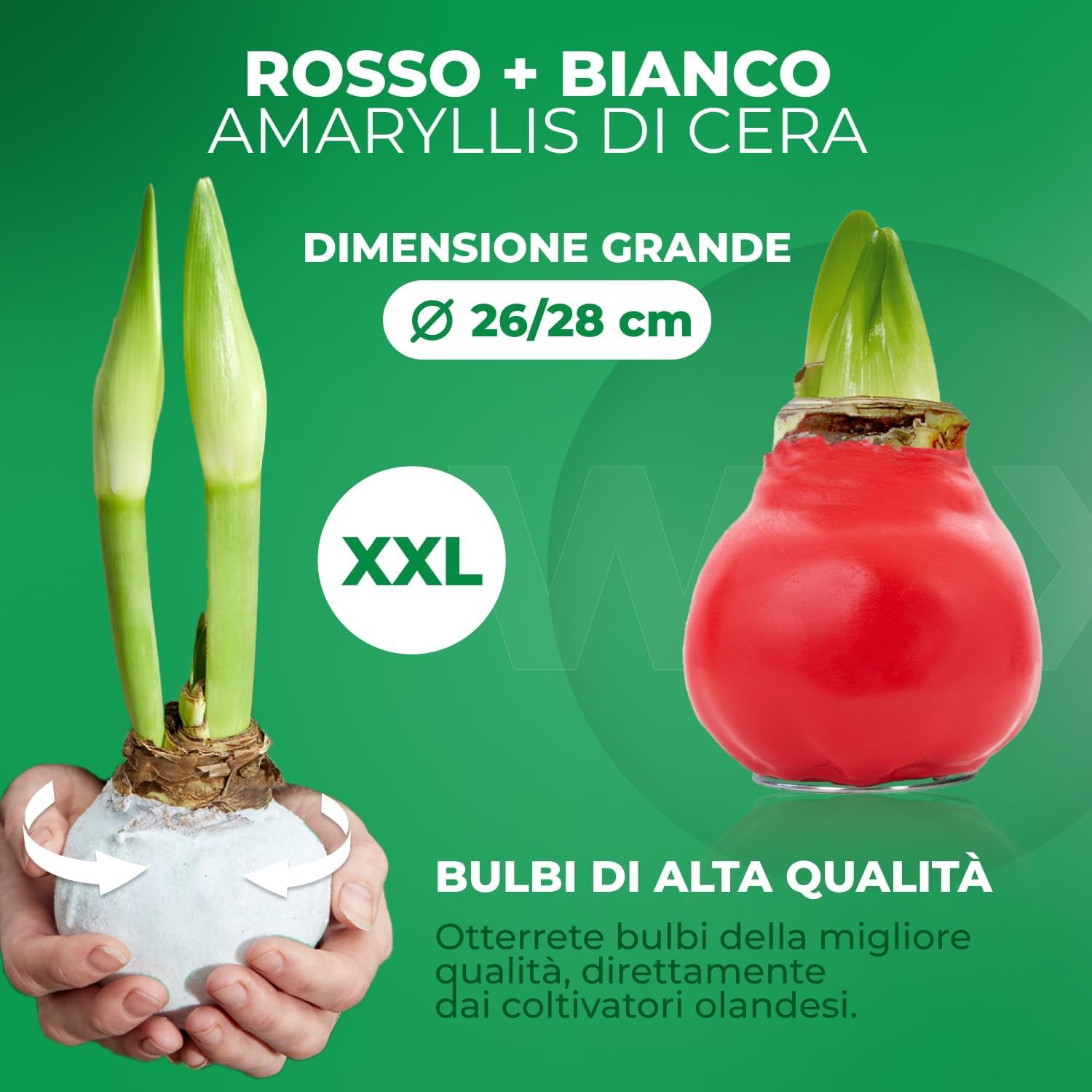 Bulbi di Amaryllis Cera Bianco-Rosso