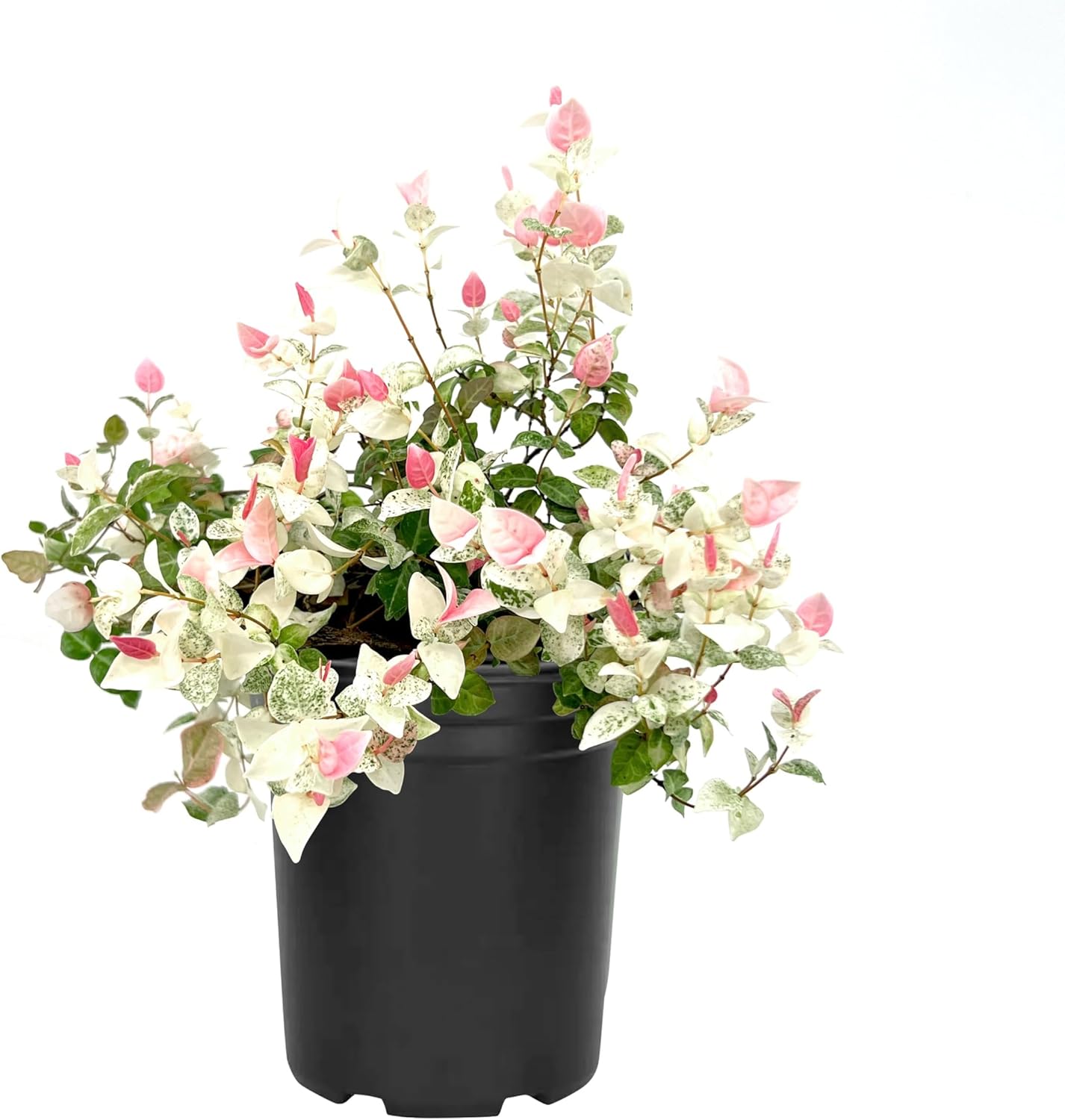 Asiatic Jasmine 'Snowcap' | 2 Large Trade Gallon Size Plants | Trachelospermum Asiaticum Snowcap | Variegated Ground Cover Plants | Drought Tolerant Landscaping Vines