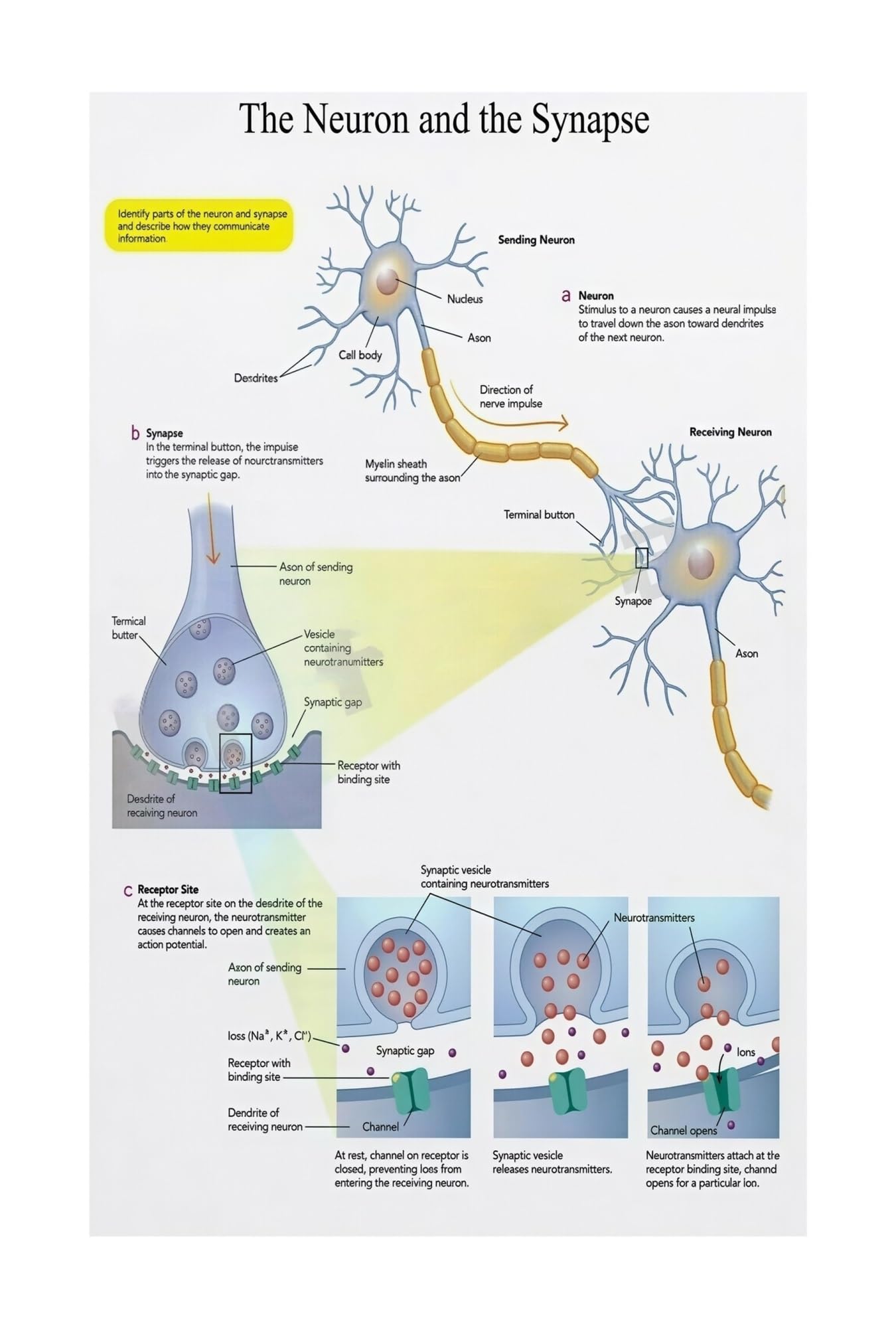 EKFBQBGW Neuron and Synapse Poster Brain Anatomy Diagram Neurology Science Chart for Biology Classroom Study Room Wall Decor Framed,12X18inch(30X45cm)