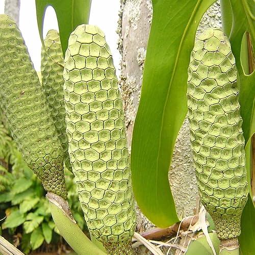 Miniatura 6 de QAUZUY GARDEN 50 semillas Monstera, filodendro de hoja dividida, planta de queso suizo, hoja de ventana, semillas de ceriman, semillas de reliquia