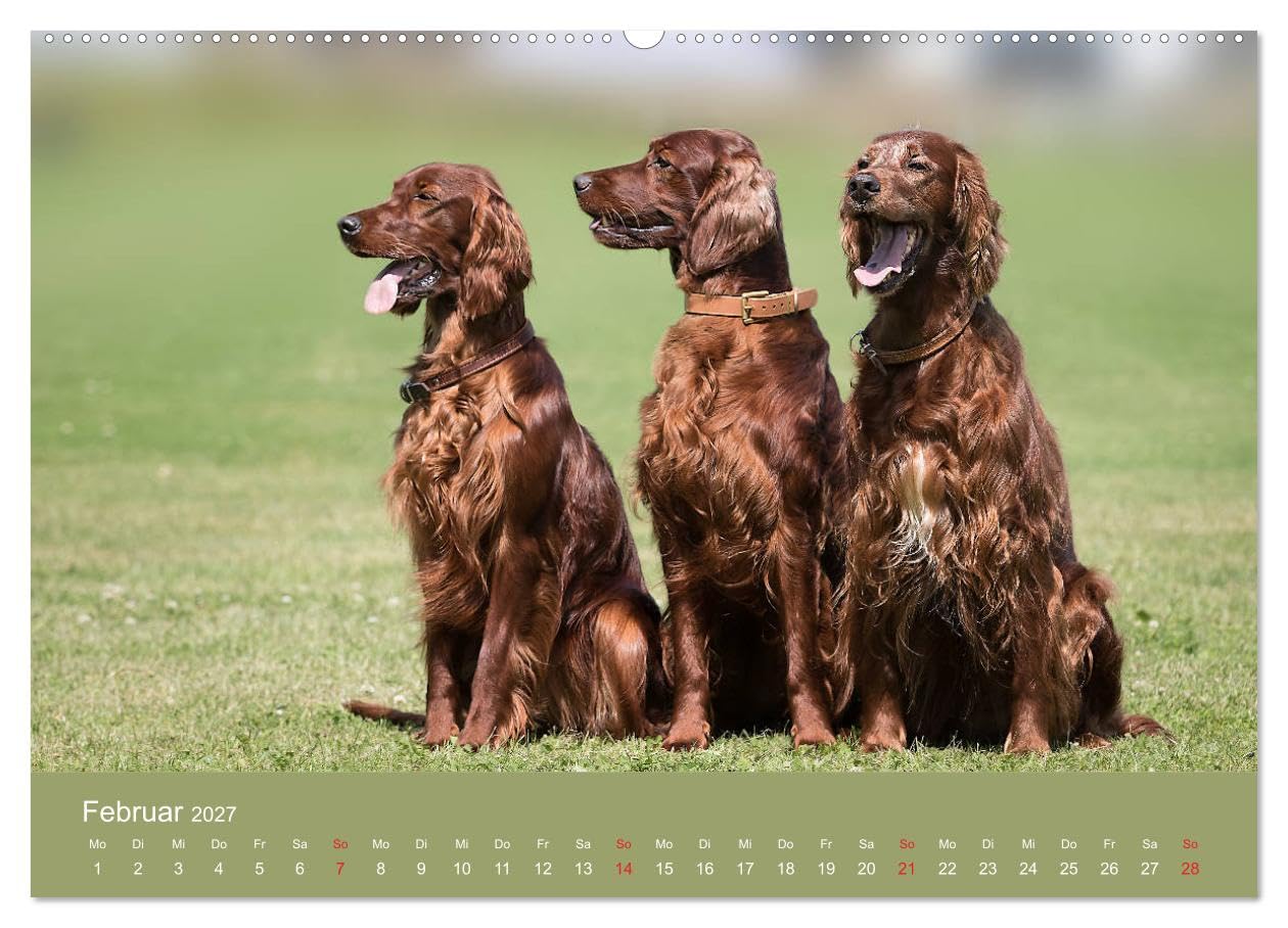 CALVENDO - Setter - Geliebter Freund und Jagdkamerad (hochwertiger Premium Wandkalender 2027 DIN A2 quer), Kunstdruck in Hochglanz: Der Setter - treuer Freund der Familie und verlässlicher Partner auf