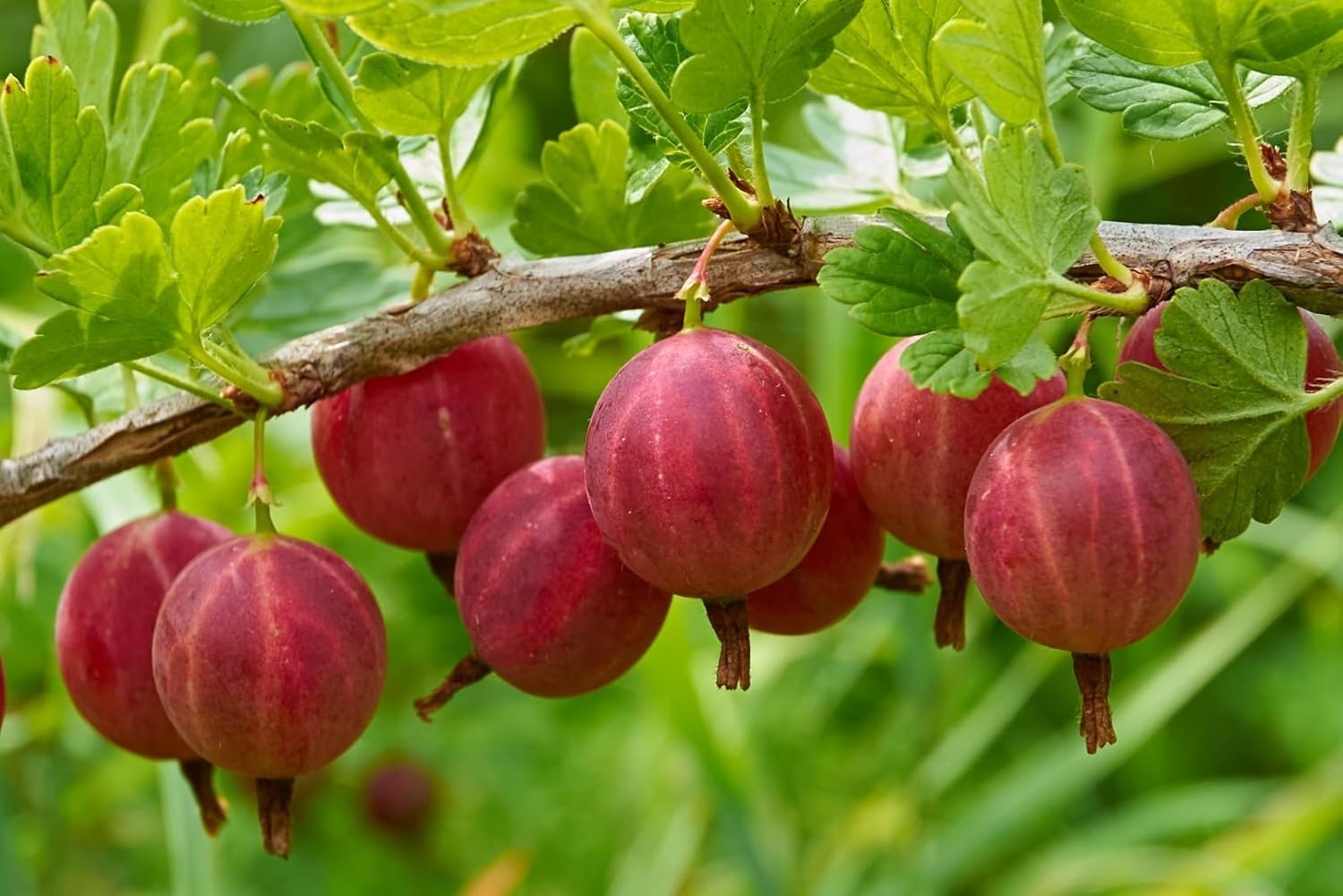 Red Hinnomaki Gooseberry Seedling