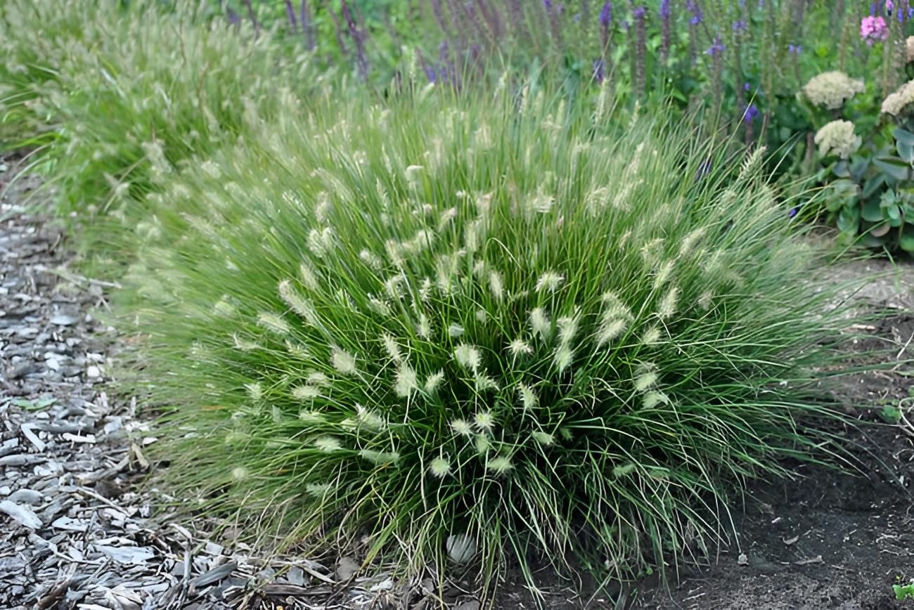 Stauden Gänge 10 x Pennisetum alopecuroides 'Little Bunny' winterhart | Niedriges Ziergras für Sonne, Blüte August bis Oktober, mehrjährig, 1 L Topf (11x11 cm)