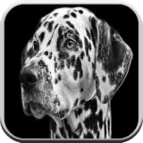 Hundespiele für Kinder kostenlos 🐶: Welpenspiel für Jungen & Mädchen: Rindengeräusche, Rätsel und passendes Spiel