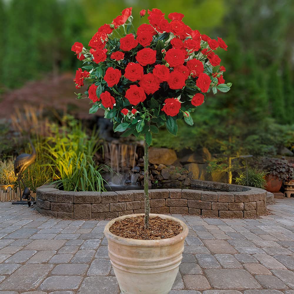 YouGarden x 2 Red Rose Bushes 60cm Tall. Bare Root Rose Bushes for Outdoor. Ready to Plant Roses. Disease Resistant Easy to Grow Outdoor Plants for Gardens Patio Plants