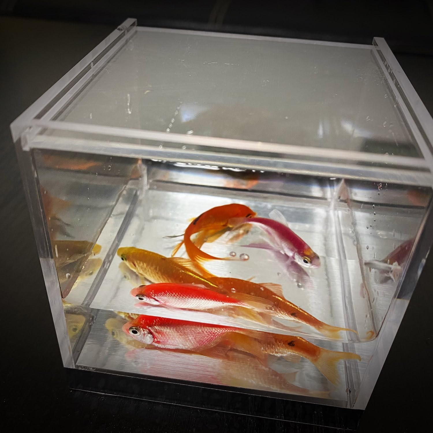 Mystic Aquarium Trucchi magici Pesce che appare in serbatoio vuoto Produzione palcoscenico magico illusioni stradali espedienti mentalismo puntelli (piccolo)