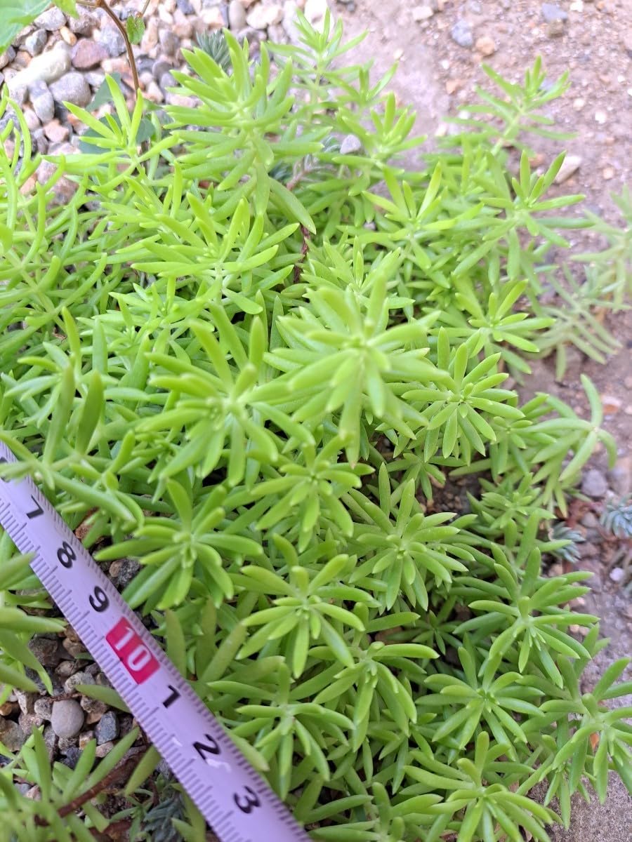 Amazon.co.jp: 多肉植物 セダム ゴールドビューティー 15カット