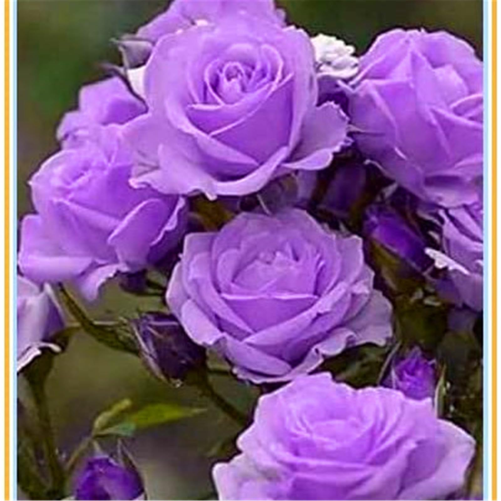 Rose Bulbs, Strong Plant, Easy Plant, Plant Bulbs,Hardy Perennial, Excellent Display, Rare Plants, Mix Greening Flower, Now UK-4bulbs-i