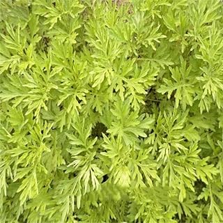 Purple : DIY Home Garden Plant 100 Seeds Artemisia Annua Seeds