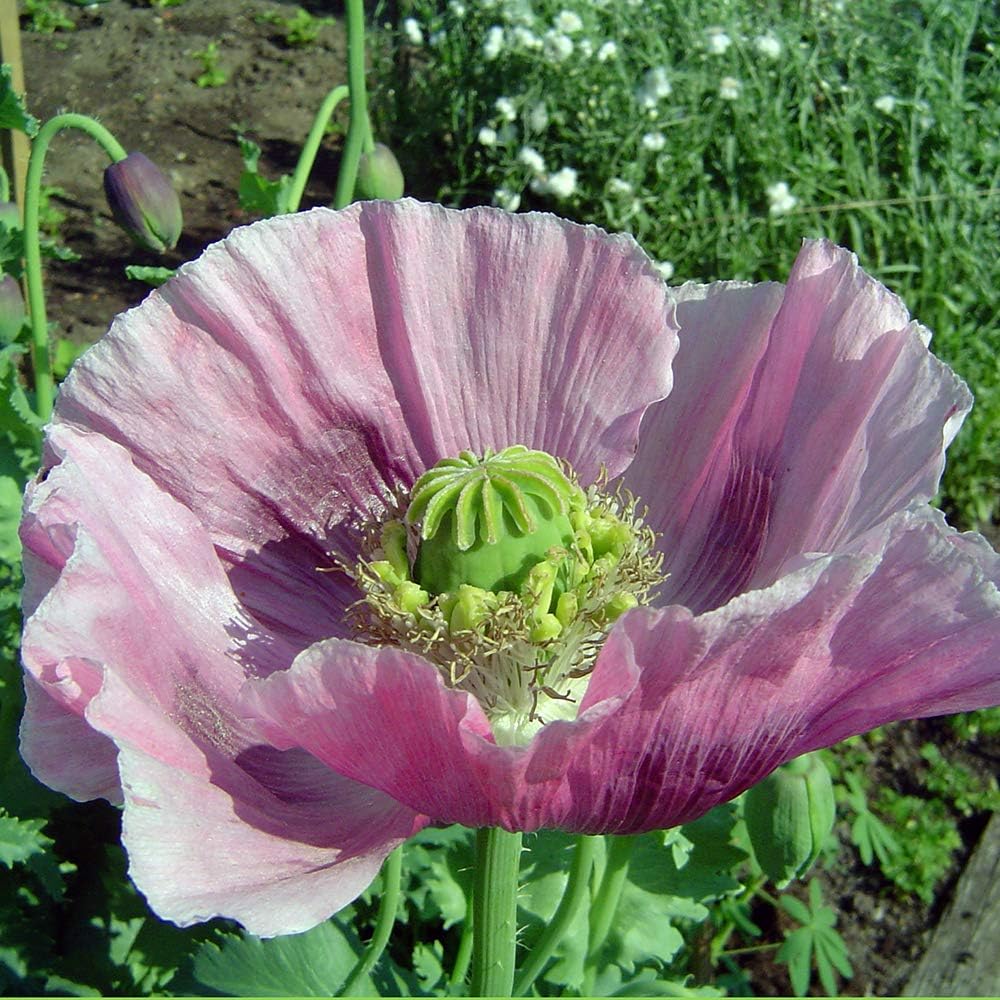 'THE GIANT' POPPY - PAPAVER. SOMNIFERUM GIGANTEUM - 50 SEEDS