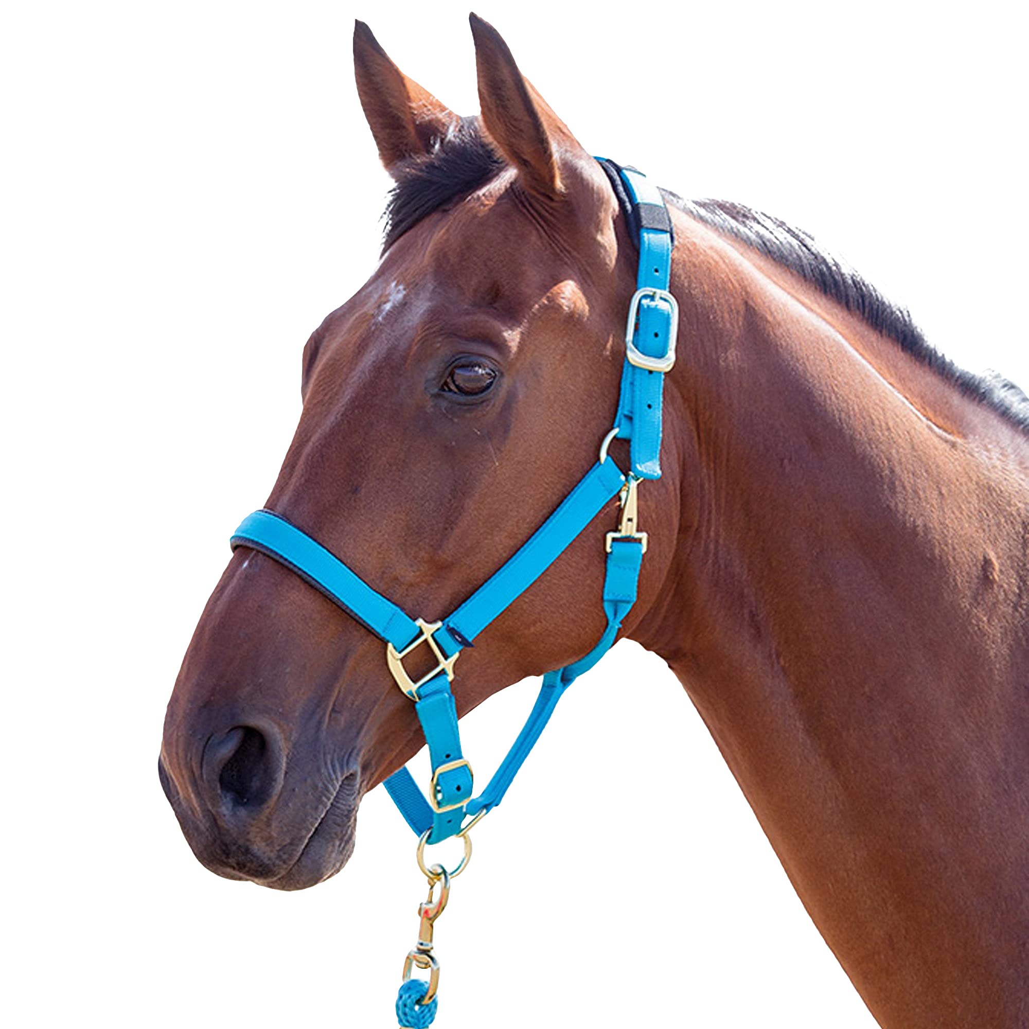 Shires, brigilia Topaz 387 in nylon, Blue, Cob