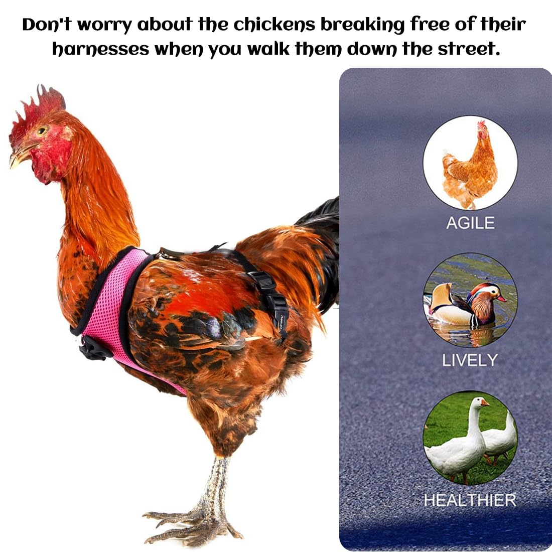 GXGM Harnais pour poules taille M rose respirant avec laisse réglable