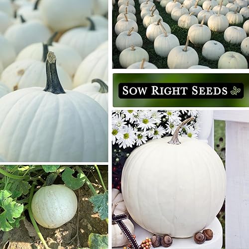 Miniatura 4 de Sow Right Seeds - Semillas de calabaza Casper para plantar - Paquete de reliquia sin OMG con instrucciones para plantar un huerto casero - Variedad