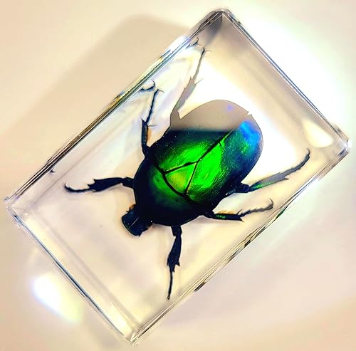 Miniatura 7 de Escarabajo Chafer de flor verde real de 1.732 in en resina de lucita cristalina, espécimen de torynorrhina flammea preservado insecto insecto