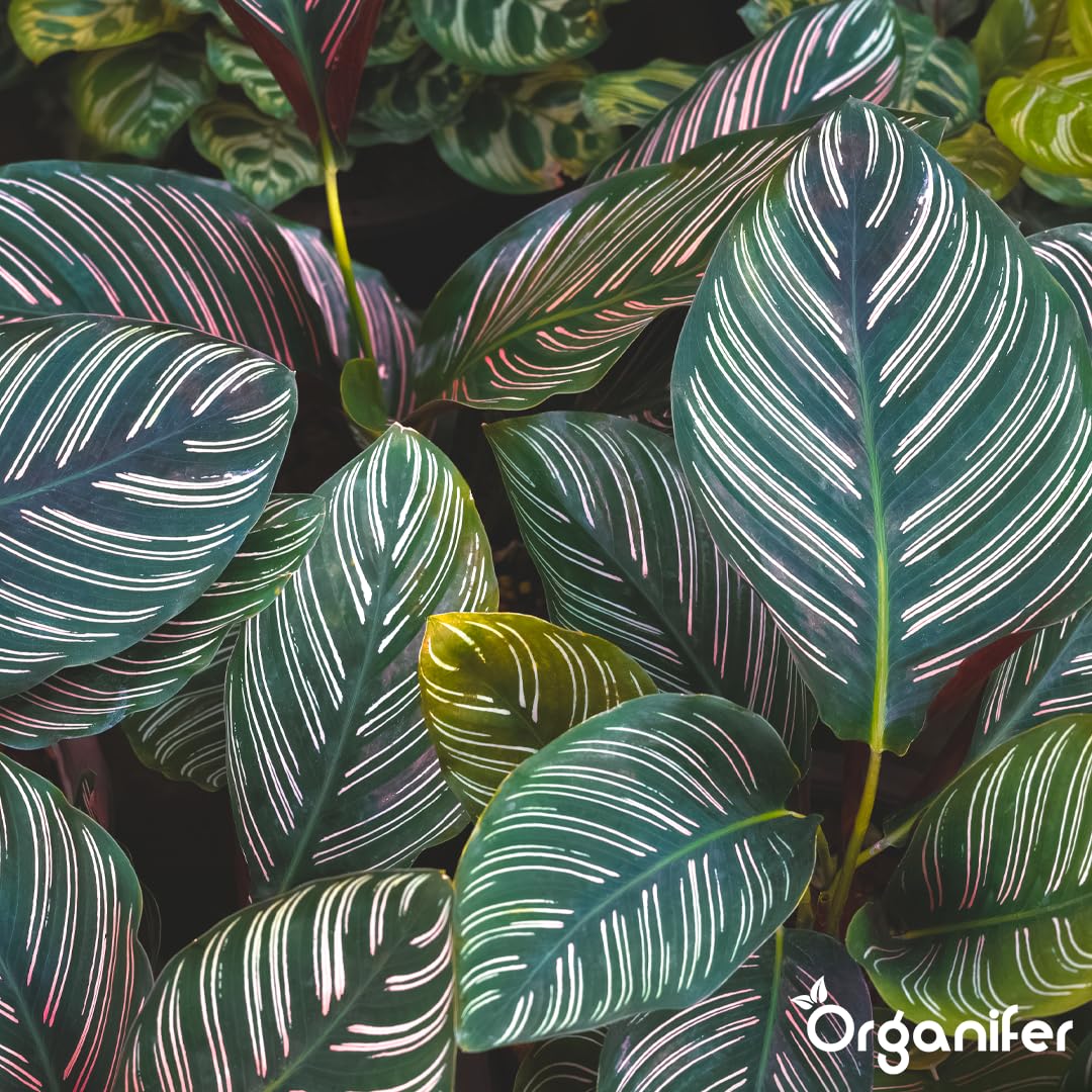 Calathea Nawóz Płynny - 5x1L - NPK 2-1-8 | Nawóz Płynny Dla Zdrowych Liści I Intensywnych Kolorów - Wspomaga Korzenie I Witalność - Organifer