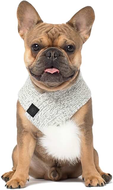 cool factor hoodie canada pooch