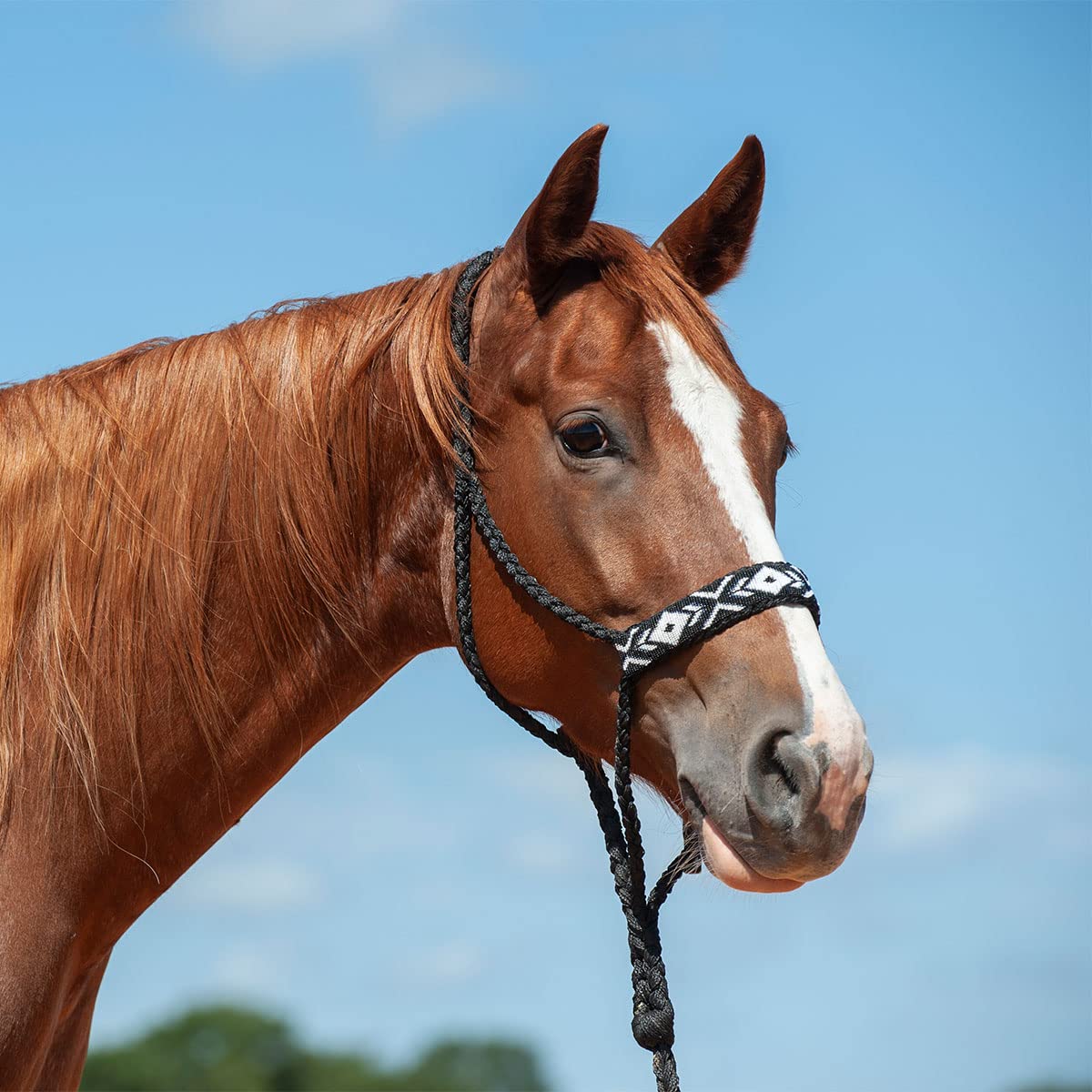 Licol Cashel Plat Tressé Cuivre Pour Cheval - Taille Adulte - Neuf