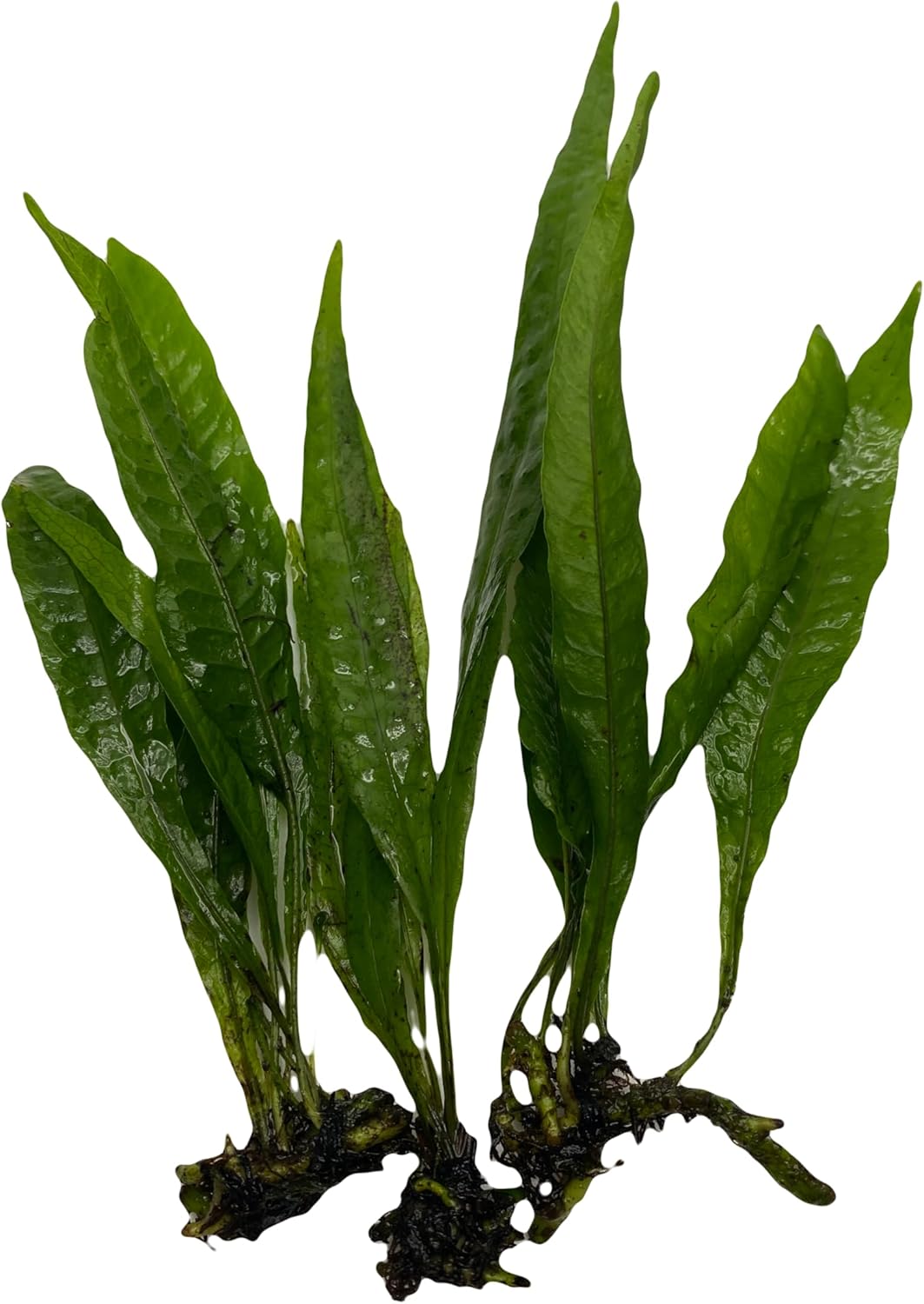 Medium to Large Java Fern (3 Pack) Easy Live Aquarium Plant for Beginners. Low-Tech, Low-Light Betta Plant.