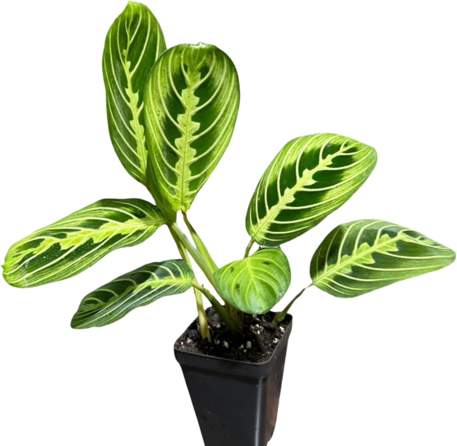 PLANTVERS Live Lemon Lime Prayer Plant in a Nursery Pot - Maranta Leuconeura - Low Light Potted Houseplant - Low Maintenance and Air Purifier Indoor Houseplant (Prayer Plant 4" Full Pot)