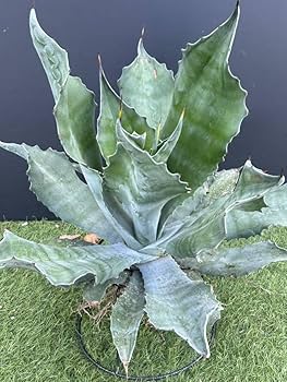 Amazon.co.jp: Agave salmiana v.feroxCrazy Horse アガベ