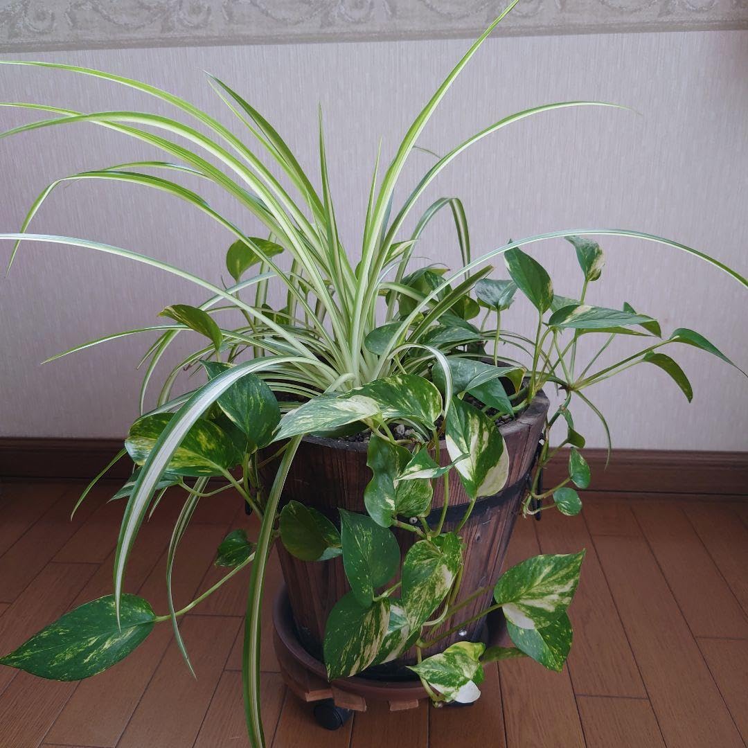 Amazon｜観葉植物ポトス2本オリヅルラン2株月火曜日のみ発送