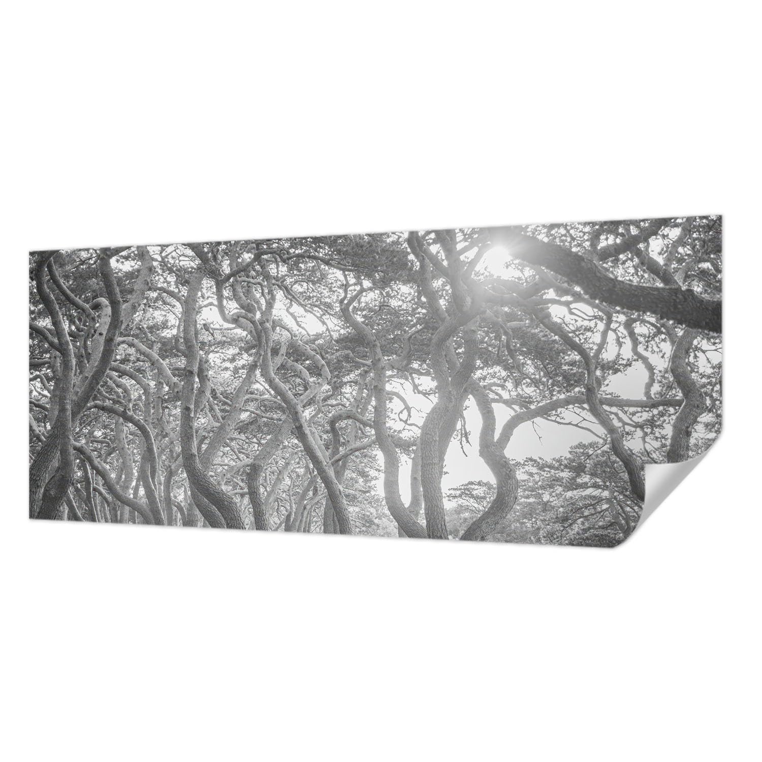 Papier peint photo autocollant panoramique forêt 250x104 cm