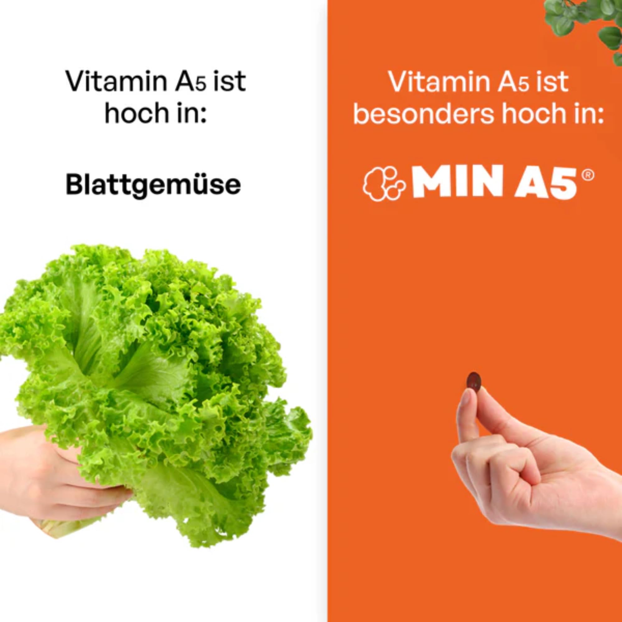 Vitamin A5 NEU identifizierts Vitamin A - 1 Monatsvorrat 30 Kapseln Nahrungsergänzung Natürlicher Extrakt hochdosierte Formel – Patentiert Made in Germany