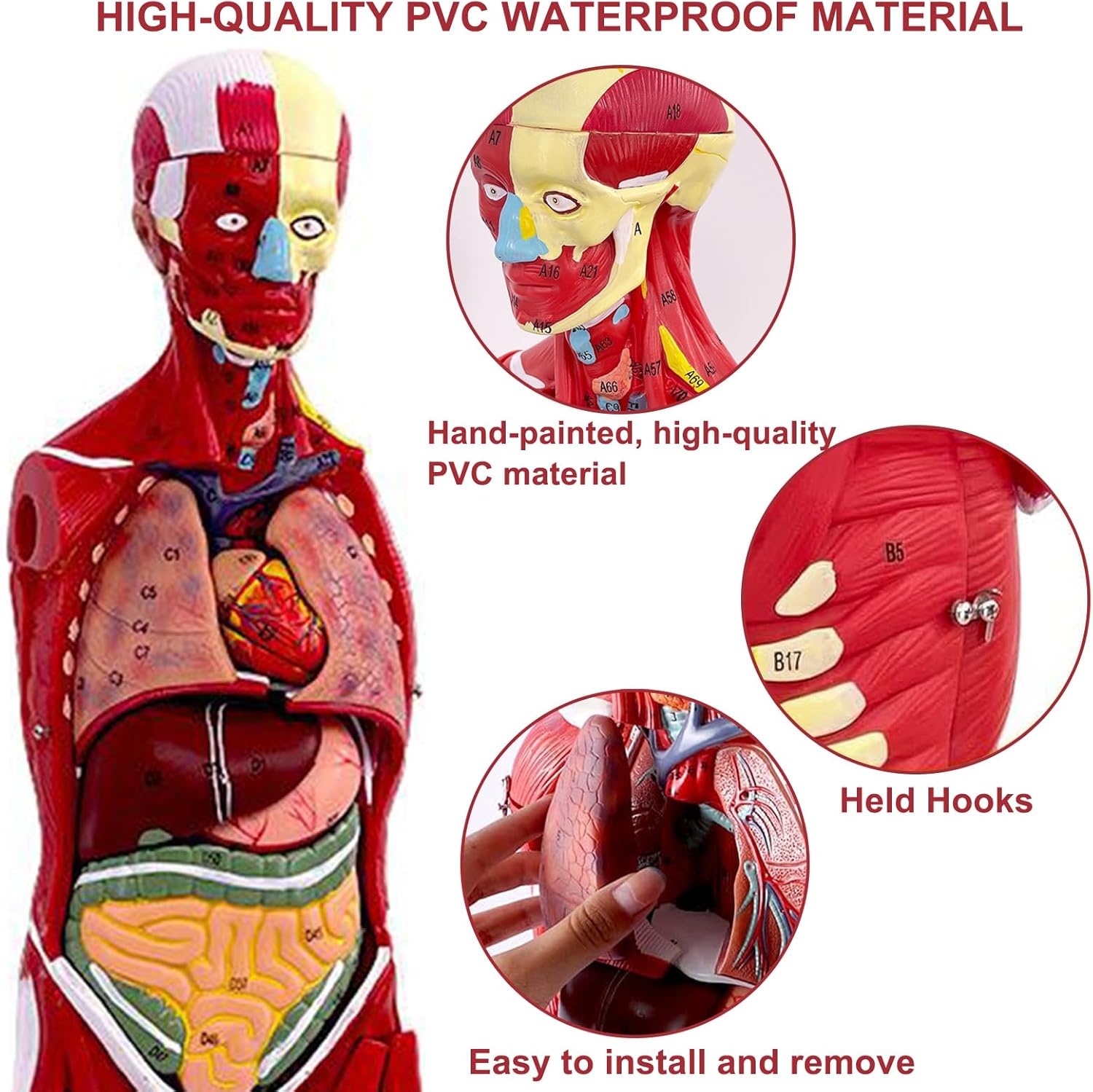 Human Anatomy Muscle Model, 27 Part 1/2 Life Size 33” Human Body Muscular System Model with Removable Organs and Muscle Anatomy Includes Color Product Manual, for Medical Educational Training