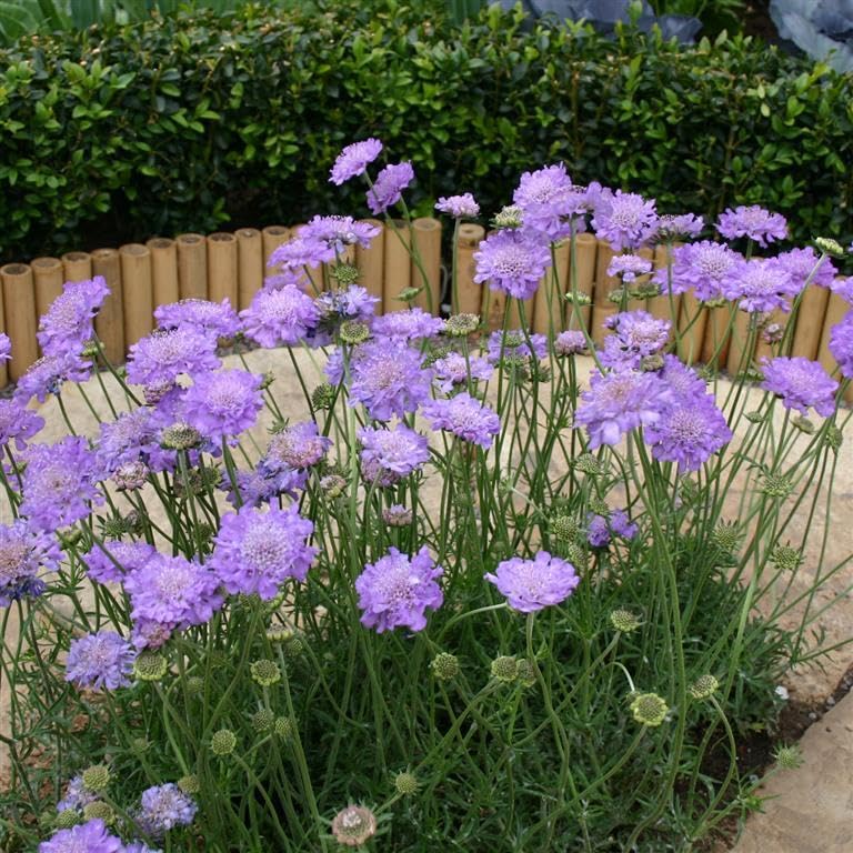Plant World Seeds - Scabiosa Columbaria 'Misty Butterflies' Seeds (Perennial Flower Seeds)