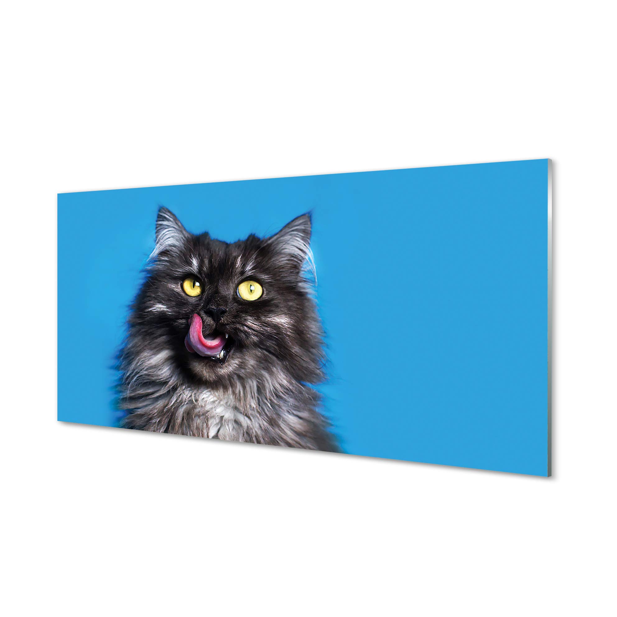 Impression sur verre chat pour une cuisine moderne et chaleureuse