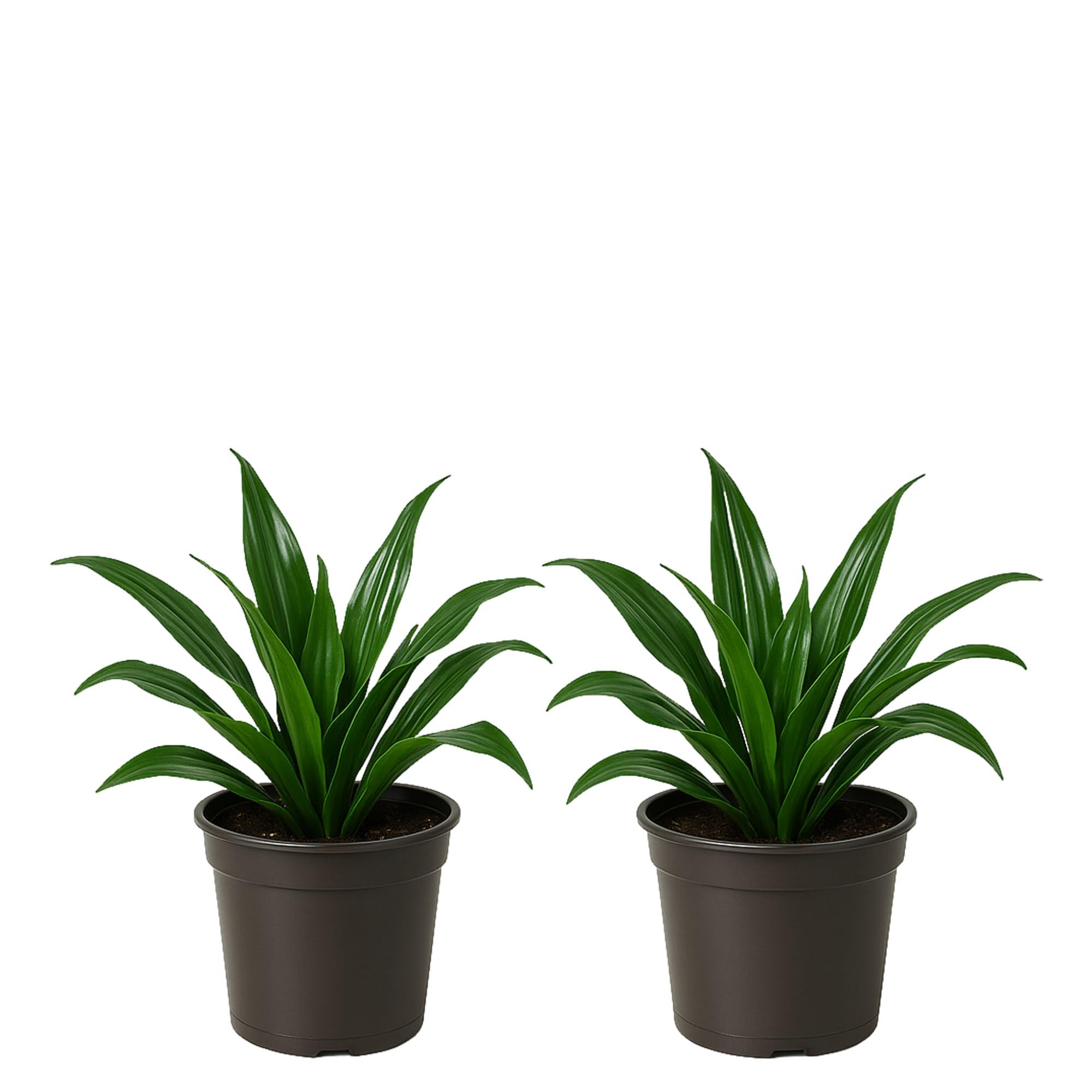 Easy to Grow Dracaena Janet Craig