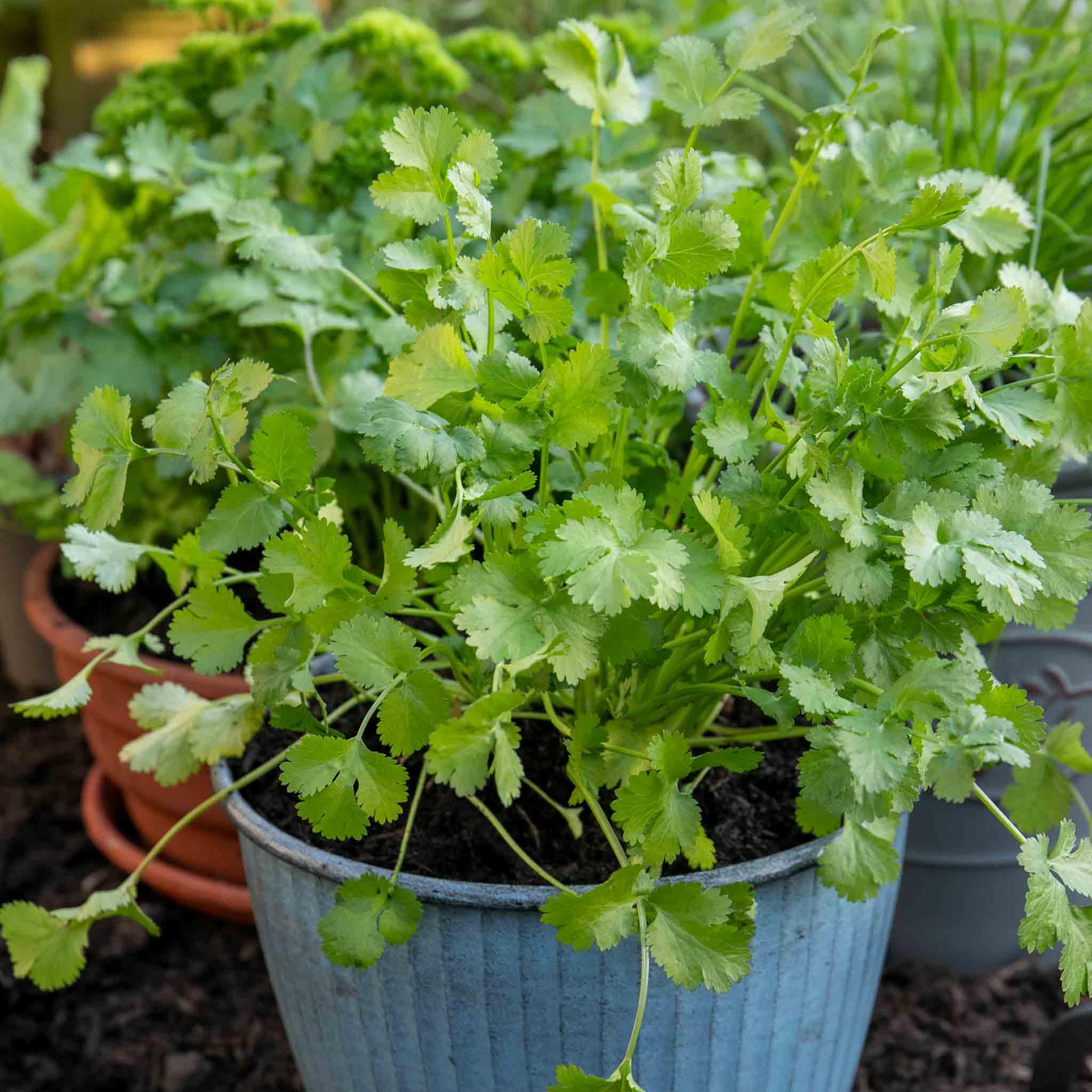 Marshalls Garden Coriander Plant - Aromatic, High Yield, Low Maintenance, Sun or Part Shade 1 Litre