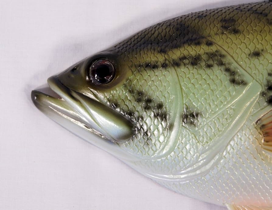 Large mouth Bass　壁掛け剥製 Amazon.com: 20 Inch Smallmouth Bass Fish Wall Mount Fish