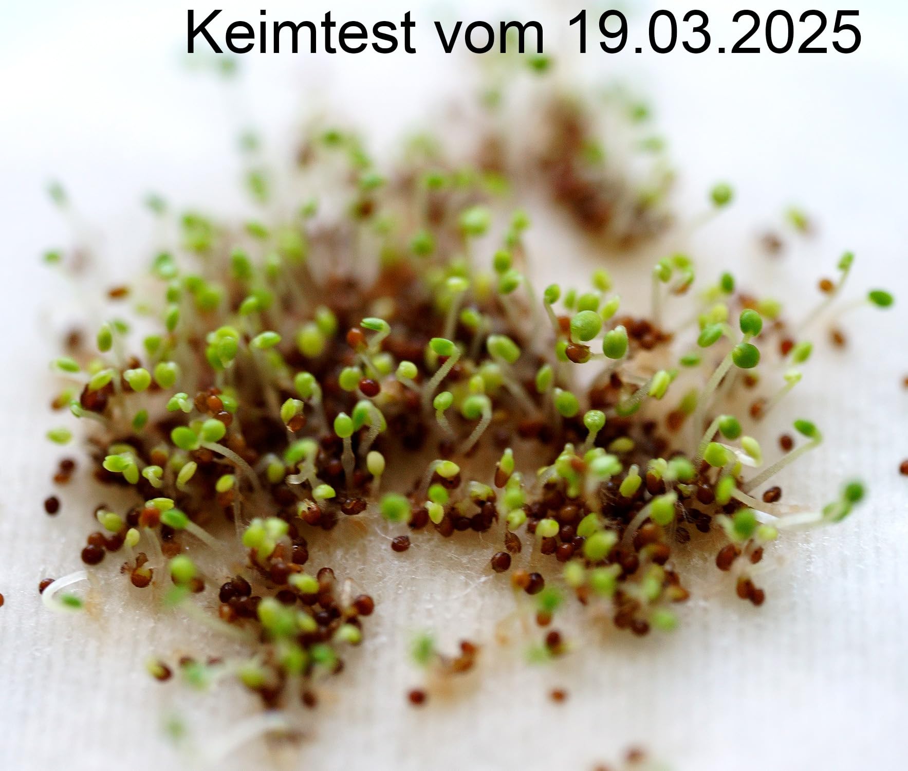 Sand-Thymian - Thymus serpyllum - 1000 Samen : Amazon.de: Garten
