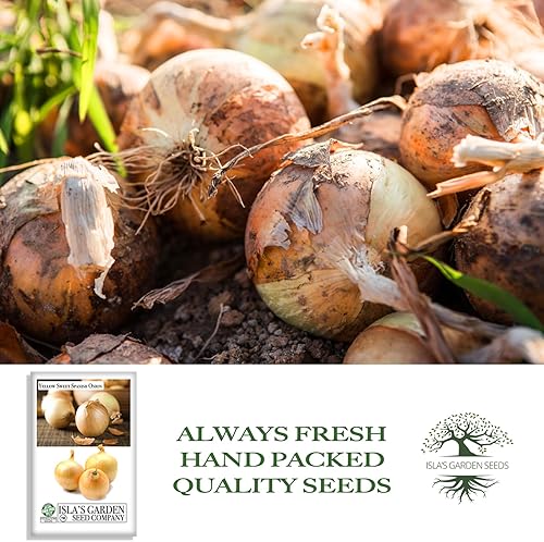 Miniatura 4 de Semillas de cebolla española dulce amarilla para plantar, más de 750 semillas tradicionales por paquete, semillas de jardín de Isla (semillas de