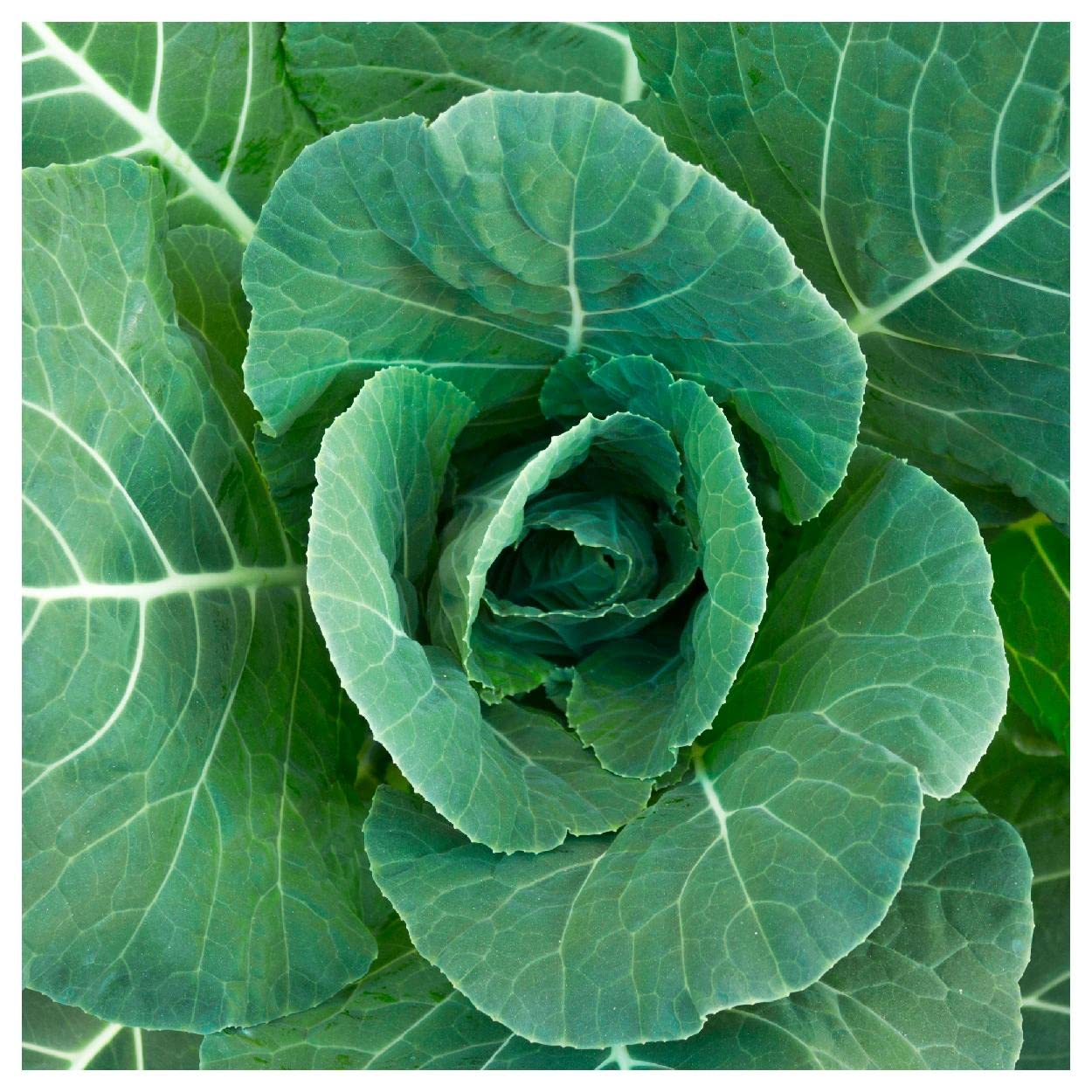 Everwilde Farms Morris Heading Collard Gold Vault
