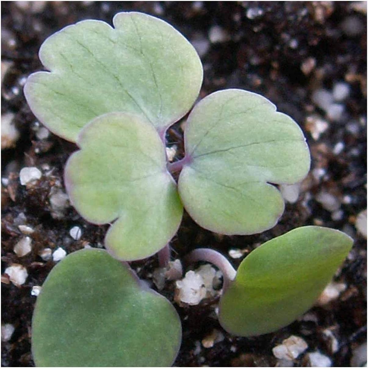 Everwilde Farms - 1/4 Lb Dwarf Columbine Wildflower Seeds - Gold Vault