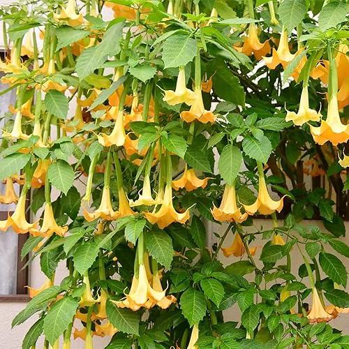 QAUZUY GARDEN 5 semillas de trompeta de ángeles amarillos cremosos de Brugmansia Angel's Tear Moonflower Semillas tropicales Impresionantes