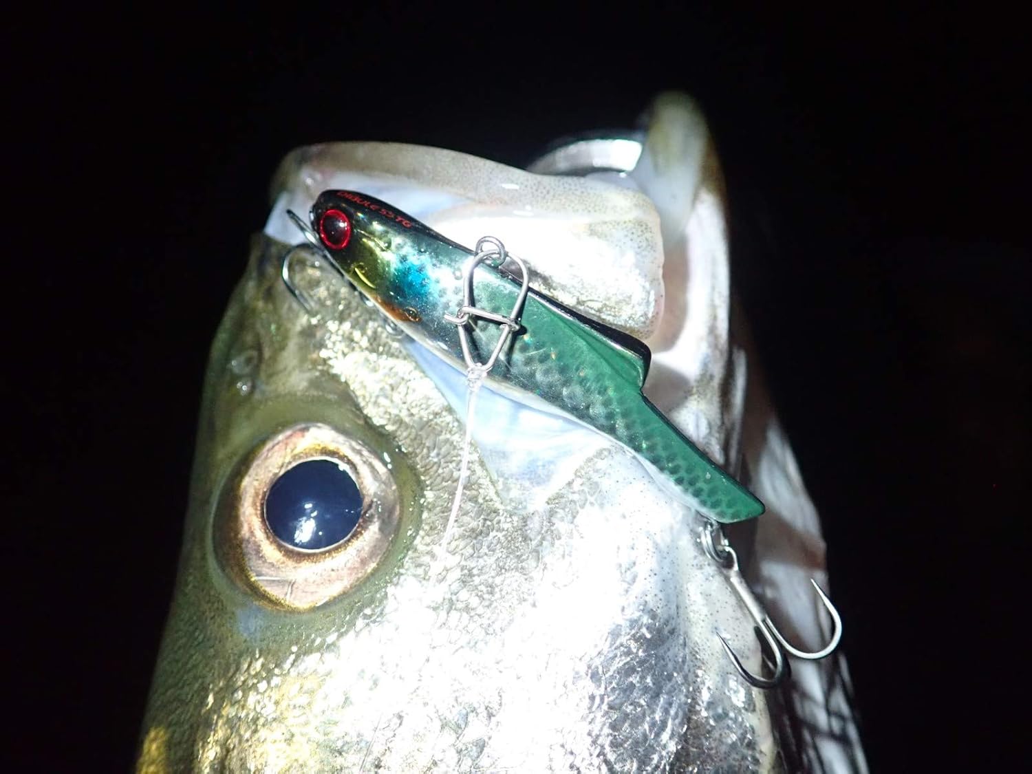 Pazdesign Dible 55TG