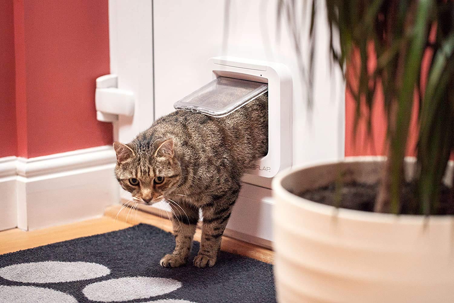 automatic cat flap