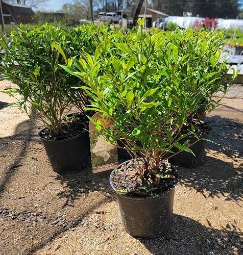 Frost Proof Gardenia - Live Plant - 2 Gallon Pot - Thumbnail 4