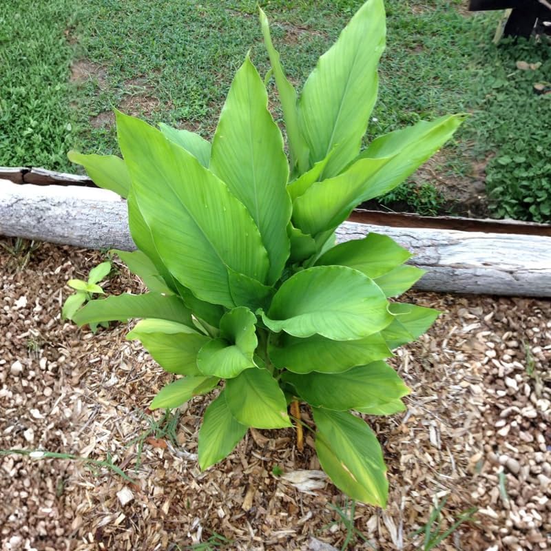 3 Yellow Turmeric Plants, Live Curcuma Turmeric Rooted, Indoor Outdoor Garden Planting, 4-8" Tall Plants